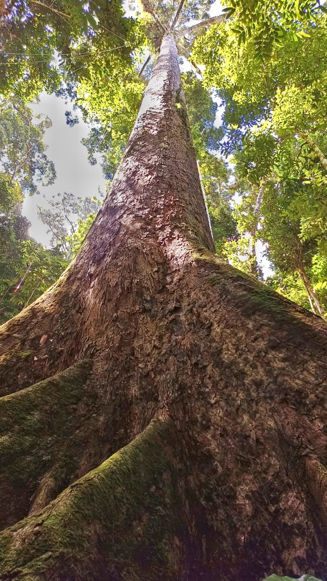 About – Maliau Basin Conservation Area – Enchanting Lost World of Borneo